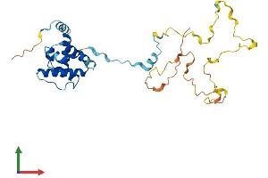 AlphaFold protein structure predicition of Human Recombinant CNN1 Protein, UniprotID P51911