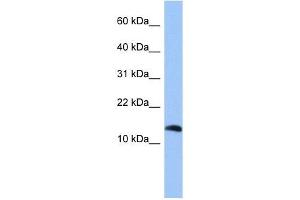PTH2 antibody used at 1 ug/ml to detect target protein. (Parathyroid Hormone 2 (PTH2) (Middle Region) anticorps)