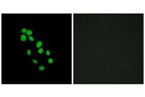 Immunofluorescence (IF) image for anti-Iroquois Homeobox Protein 2 (IRX2) (Internal Region) antibody (ABIN1849950) (IRX2 anticorps  (Internal Region))