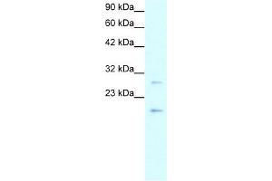 Claudin 1 antibody used at 1-5 ug/ml to detect target protein. (Claudin 1 anticorps  (C-Term))