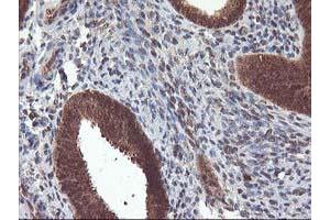 Image no. 1 for anti-Leucine Carboxyl Methyltransferase 1 (LCMT1) antibody (ABIN1499109)