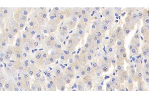 Detection of LTF in Bovine Liver Tissue using Polyclonal Antibody to Lactoferrin (LTF)