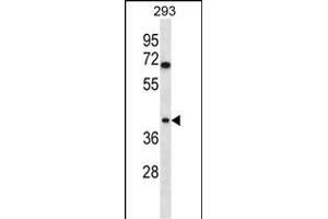 TOR1B Antibody (C-term) (ABIN656958 and ABIN2846143) western blot analysis in 293 cell line lysates (35 μg/lane). (TOR1B anticorps  (C-Term))