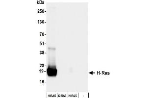 Western Blotting (WB) image for anti-HRas proto-oncogene, GTPase (HRAS) (AA 50-100) antibody (ABIN7795770)