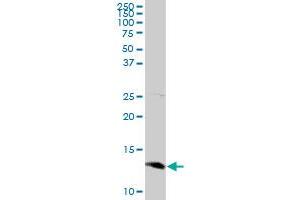 SEPX1 MaxPab rabbit polyclonal antibody. (MSRB1 anticorps  (AA 1-94))