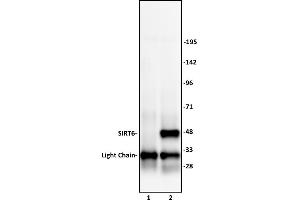 SIRT6 antibody (pAb) tested by Immunoprecipitation. (SIRT6 anticorps  (C-Term))
