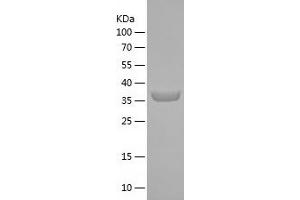 Western Blotting (WB) image for Mitochondrial Ribosomal Protein L53 (MRPL53) (AA 1-112) protein (His-IF2DI Tag) (ABIN7123982) (MRPL53 Protein (AA 1-112) (His-IF2DI Tag))