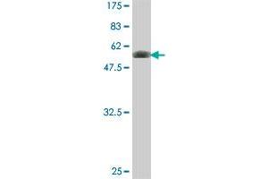 Western Blot detection against Immunogen (54. (FYCO1 anticorps  (AA 1-255))
