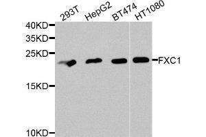 Western blot analysis of extracts of various cell lines, using TIMM10B antibody. (TIMM10B anticorps)