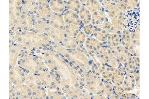 anti-Cell Division Cycle 16 Homolog (S. Cerevisiae) (CDC16) (pSer560) antibody