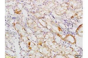 Formalin-fixed and paraffin embedded mouse kidney tissue labeled with Anti-MCKD2/UMOD Polyclonal Antibody, Unconjugated (ABIN678473) at 1:200 followed by conjugation to the secondary antibody and DAB staining (Uromodulin anticorps  (AA 351-450))
