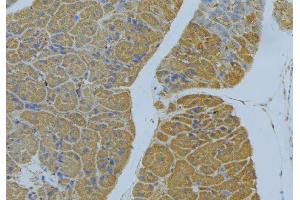 ABIN6277810 at 1/100 staining Human pancreas tissue by IHC-P. (NRP2 anticorps  (N-Term))