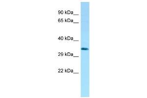 WB Suggested Anti-LYPD3 Antibody Titration: 1. (LYPD3 anticorps  (C-Term))