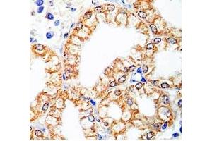 Human stomach tissue was stained by Rabbit Anti-Spexin (H) antibody (Spexin anticorps)