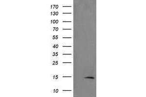 Image no. 1 for anti-TSC22 Domain Family, Member 3 (TSC22D3) antibody (ABIN1498455)