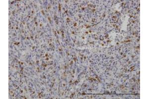 Image no. 1 for anti-Gardner-Rasheed Feline Sarcoma Viral (V-Fgr) Oncogene Homolog (FGR) (AA 1-90) antibody (ABIN598686) (Fgr anticorps  (AA 1-90))