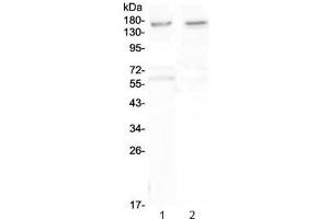 Western blot testing of human 1) U-87 MG and 2) SHG-4 cell lysate with Neurexin antibody at 0. (Neurexin 1 anticorps)