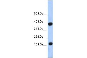 Western Blotting (WB) image for anti-Pterin-4 alpha-Carbinolamine Dehydratase/dimerization Cofactor of Hepatocyte Nuclear Factor 1 alpha (PCBD1) antibody (ABIN2457954) (PCBD1 anticorps)