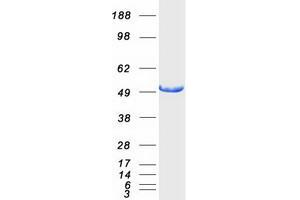 Validation with Western Blot