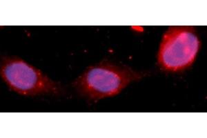Immunofluorescence (IF) image for anti-Fibroblast Growth Factor 12 (FGF12) (AA 1-181) antibody (APC) (ABIN5565465)
