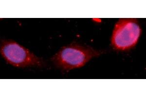 Immunofluorescence (IF) image for anti-Fibroblast Growth Factor 12 (FGF12) (AA 1-181) antibody (APC) (ABIN5565465) (FGF12 anticorps  (AA 1-181) (APC))