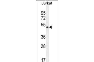 SNIP1 Antibody (N-term) (ABIN656183 and ABIN2845511) western blot analysis in Jurkat cell line lysates (35 μg/lane). (SNIP1 anticorps  (N-Term))