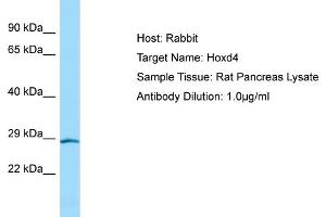 WB Suggested Anti-Hoxd4 Antibody   Titration: 1. (HOXD4 anticorps  (N-Term))