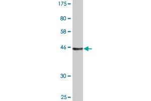 Western Blot detection against Immunogen (43. (TCEAL1 anticorps  (AA 1-159))