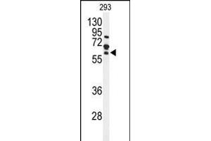 Western blot analysis of FZD4 Antibody (C-term) (ABIN653425 and ABIN2842869) in 293 cell line lysates (35 μg/lane). (FZD4 anticorps  (C-Term))