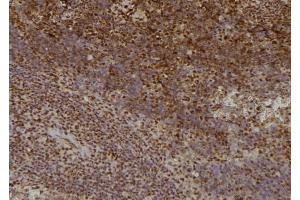 ABIN6276416 at 1/100 staining Mouse spleen tissue by IHC-P. (TRAF2 anticorps  (C-Term))