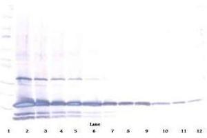 Image no. 1 for anti-Interleukin 25 (IL25) antibody (Biotin) (ABIN465692) (IL-25 anticorps  (Biotin))