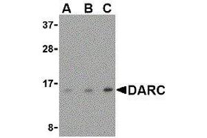 Western Blotting (WB) image for anti-Duffy Blood Group, Chemokine Receptor (DARC) (N-Term) antibody (ABIN2479381) (DARC anticorps  (N-Term))