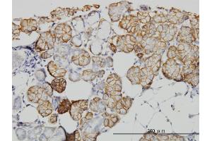 anti-IQ Motif Containing GTPase Activating Protein 1 (IQGAP1) (AA 611-710) antibody
