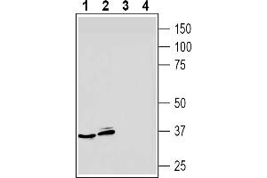 Western blot analysis of mouse P815 mastocytoma cell line lysates (lanes 1 and 3) and mouse  B-cell lymphoma cell line lysate (lanes 2 and 4):1-2.