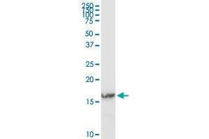 IFITM3 MaxPab rabbit polyclonal antibody. (IFITM3 anticorps  (AA 1-133))