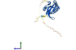 AlphaFold protein structure predicition of Human Recombinant MOCS2 Protein, UniprotID O96007