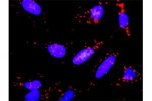 Proximity Ligation Analysis of protein-protein interactions between PGF and VEGFA.