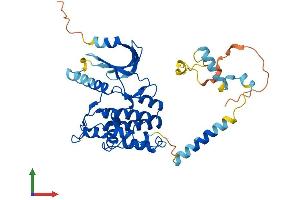 AlphaFold protein structure predicition of Human Recombinant PHKG2 Protein, UniprotID P15735