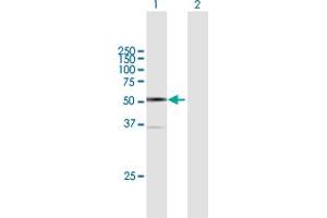 Western Blot analysis of ARC expression in transfected 293T cell line by ARC MaxPab polyclonal antibody. (ARC (AA 1-396) anticorps)