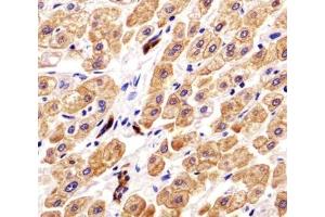 IHC analysis of FFPE human liver tissue with Cytokeratin-18 antibody.