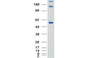 Validation with Western Blot