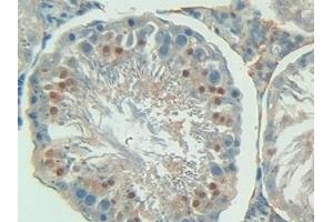 Detection of PON1 in Rat Testis Tissue using Polyclonal Antibody to Paraoxonase 1 (PON1)