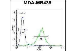 C Antibody (N-term) (ABIN654735 and ABIN2844423) flow cytometric analysis of MDA-M cells (right histogram) compared to a negative control cell (left histogram). (C11orf73 anticorps  (N-Term))