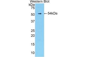 Detection of Recombinant KLK6, Mouse using Polyclonal Antibody to Kallikrein 6 (KLK6) (Kallikrein 6 anticorps  (AA 19-261))