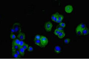 Immunofluorescent analysis of MCF-7 cells using ABIN7147907 at dilution of 1:100 and Alexa Fluor 488-congugated AffiniPure Goat Anti-Rabbit IgG(H+L) (Claudin 5 anticorps  (AA 181-218))