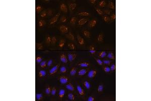 Immunofluorescence analysis of U2OS cells using POFUT2 Rabbit pAb (ABIN6130656, ABIN6145875, ABIN6145876 and ABIN6215831) at dilution of 1:100. (POFUT2 anticorps  (AA 240-370))