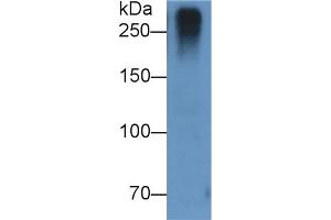 Detection of RELN in U87MG cell lysate using Monoclonal Antibody to Reelin (RELN) (Reelin anticorps  (AA 26-190))
