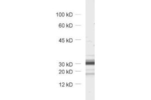 dilution: 1 : 1000, sample: synaptic vesicle fraction (LP2) of rat brain (TMEM163 anticorps  (AA 44-63))