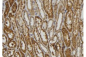 ABIN6279257 at 1/100 staining Mouse kidney tissue by IHC-P. (CEACAM16 anticorps  (Internal Region))