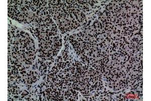 Immunohistochemistry (IHC) analysis of paraffin-embedded Human Pancreas, antibody was diluted at 1:100.